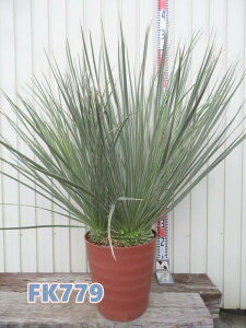 yIׂ錻izbJ@OEJ@c؁@tO[AyFAz