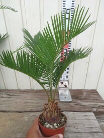ソテツ（蘇鉄)　苗木　4号鉢植え【h】