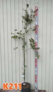 yIׂ錻izPL@oGK[^@8@c @(k13)