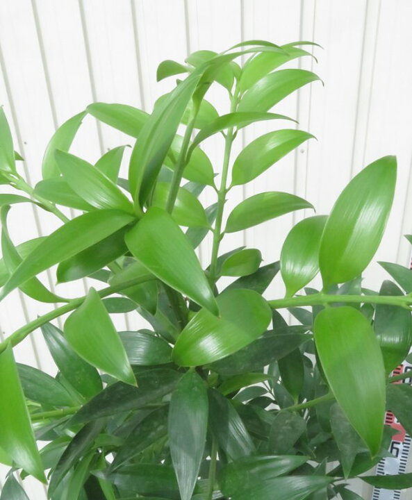 楽天市場】【選べる現品発送】ナギノキ（梛の木）苗木 8号鉢植え【P 