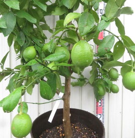 【選べる現品発送】 レモン　リスボン　苗木　10号フレグラー鉢植え【U】