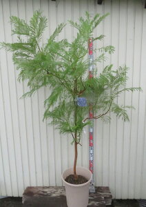 yizWJ_@u[ubT@r[CO@劔@c؁@12AyUz537