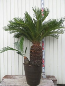 【現品発送】ソテツ（蘇鉄)　大株　幹太　12号フレグラー鉢植え　苗木【FK】775