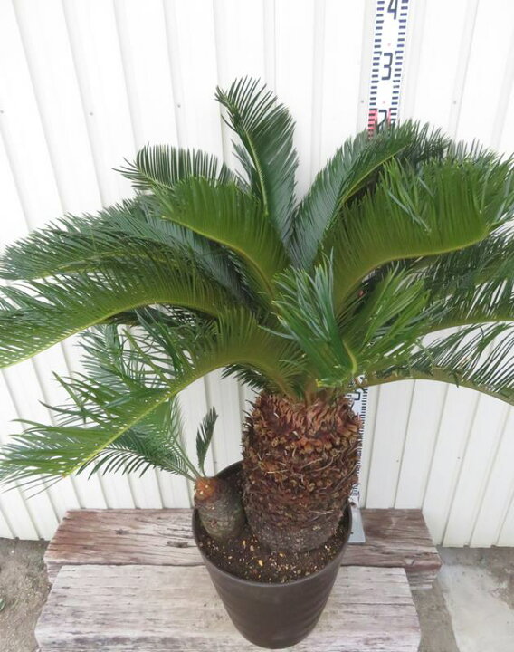 楽天市場】【現品発送】ソテツ（蘇鉄) 大株 幹太 12号フレグラー鉢植え ソテツ幹太