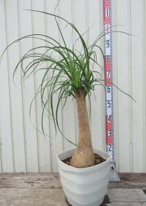 yizgbNi|j[e[j 8XNGAA AK96i h33j