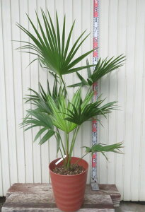 【現品発送】ビロウヤシ 12号フレグラー鉢植え 苗木【AK】99