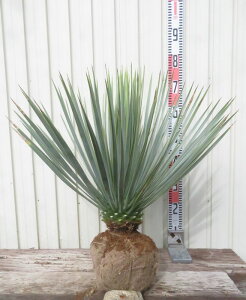 yizbJ@Xg[^@@@c؁yAKz100