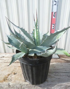 yizAKx @IoeBtHA@6A@W30cm@c؁yFAz507