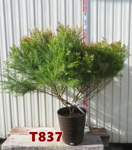 yIׂ錻izAJVA eT@劔@10tO[A@c؁yT z