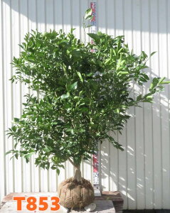 yIׂ錻iz͂݁@݂̖؁i~Jj@c؁@1.4m`yTz