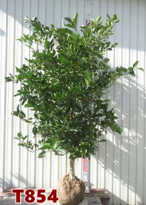 yIׂ錻iz͂݁@݂̖؁i~Jj@c؁@1.4m`yTz