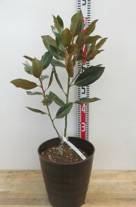 yizlG炫^CT{N@gWF@8tO[A@c؁yTz835