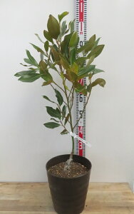 yizlG炫^CT{N@gWF@8tO[A@c؁yTz836