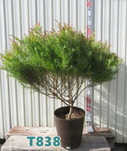 yIׂ錻izAJVA eT@劔@10tO[A@c؁yT z