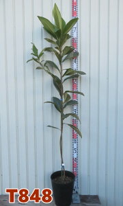 yIׂ錻izr@Ȃ@ ڂؕc@c؁@8ZA[gAyTz