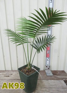 yIׂ錻iz\ec@fBI[XskX@5XNGAc@c؁yAKz