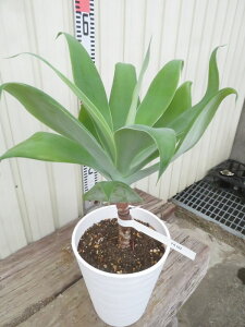 yizAKx@Aei[^@6ZA[gA@c؁yFAz102