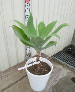 yizAKx@Aei[^@6ZA[gA@c؁yFAz103