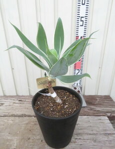 yizAKx@Aei[^@CIuCg@6ZA[gA@c؁yFAz104