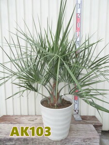 yIׂ錻izRRXV@@c؁@10tO[AyAKz