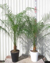 楽天市場】フェニックスロベレニー（サイズ（植木鉢）10 ～ 12号）の通販