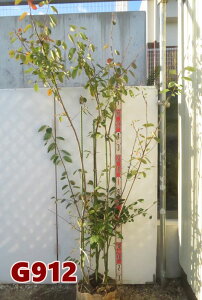 yizW[x[@rq(sN)@c؁@@2m@G912