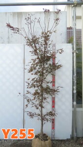 yIׂ錻izm~W(쑺gt)@c؁@1.7m`yYz@t@A؁@