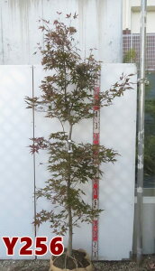 yIׂ錻izm~W(쑺gt)@c؁@1.7m`yYz@t@A؁@