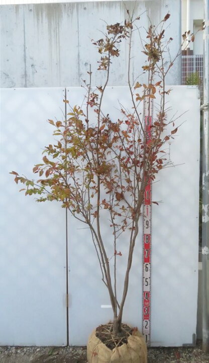 楽天市場】【現品】ナツハゼ 株立ち 苗木 樹高1.9m G2052 : 千草園芸