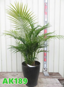 yIׂ錻izxjAV@8A@c؁yAKz