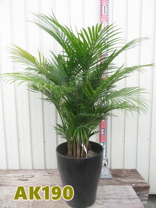 yIׂ錻izxjAV@8A@c؁yAKz