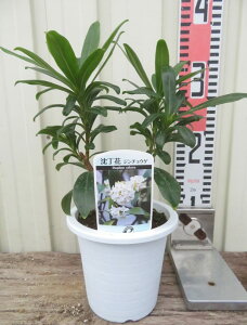 ԁiW`EQj ԁ@c 4(c09)