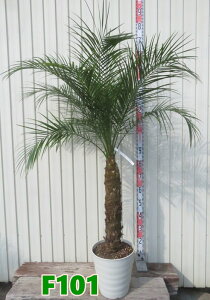 yIׂ錻iztFjbNX @xj[ @9tO[A@c؁yFz