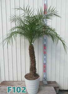 yIׂ錻iztFjbNX @xj[ @9tO[A@c؁yFz