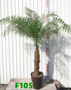 yIׂ錻iztFjbNX @xj[ @9tO[A@c؁yFz