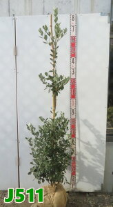 yIׂ錻iztFCWA@}A@c؁@1.5myJz