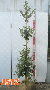 yIׂ錻iztFCWA@}A@c؁@1.5myJz