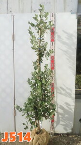 yIׂ錻iztFCWA@}A@c؁@1.5myJz