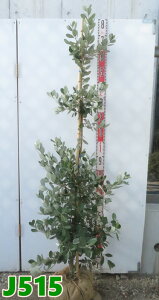 yIׂ錻iztFCWA@}A@c؁@1.5myJz