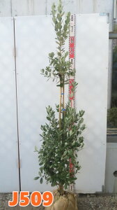 yIׂ錻iztFCWA@ WF~j@1.4m`@c؁yJz