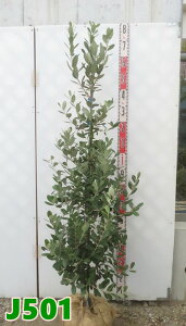 yIׂ錻iztFCWA@A| c؁@1.4m`yJzyiz