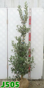 yIׂ錻iztFCWA@A| c؁@1.4m`yJzyiz