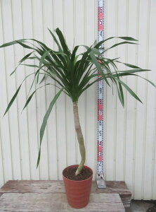 yizhZi J{WA[i@8tO[A@c؁yAK300z