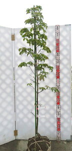 ヤマボウシ 赤花 盆栽 植木の人気商品 通販 価格比較 価格 Com