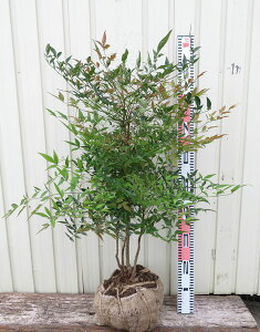 植木 盆栽 赤南天の人気商品 通販 価格比較 価格 Com