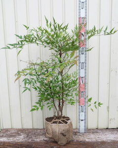 南天 白 盆栽 植木の人気商品 通販 価格比較 価格 Com