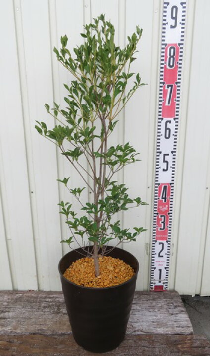 楽天市場 ドウダンツツジ 7号フレグラー鉢植え ダークブラウン 苗木 花 紅葉が美しい庭木 鉢植えなどに 千草園芸