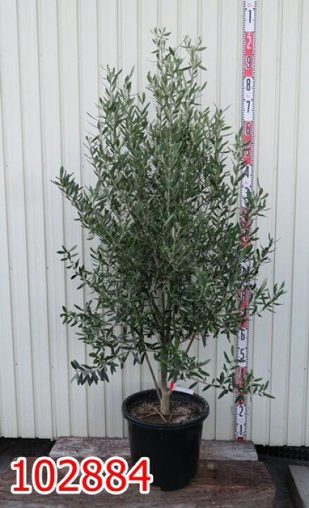 楽天市場 選べる現品 オリーブの木 シプレシーノ 苗木 13号鉢植え 樹高1 5m 千草園芸