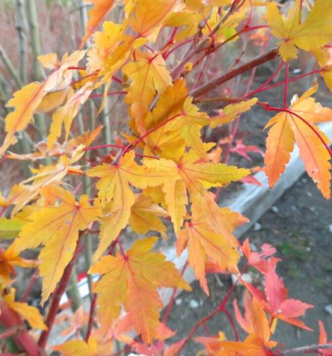 楽天市場 現品 サンゴカクモミジ 珊瑚閣紅葉 苗木 樹高1m 千草園芸