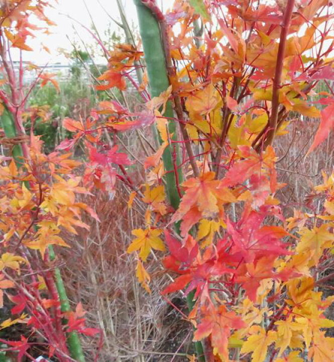 楽天市場 現品発送 サンゴカクモミジ 珊瑚閣紅葉 苗木 10号鉢植え 樹高1 1m 千草園芸